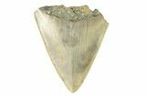 Bargain, Juvenile Megalodon Tooth - Serrated Blade #272820-1